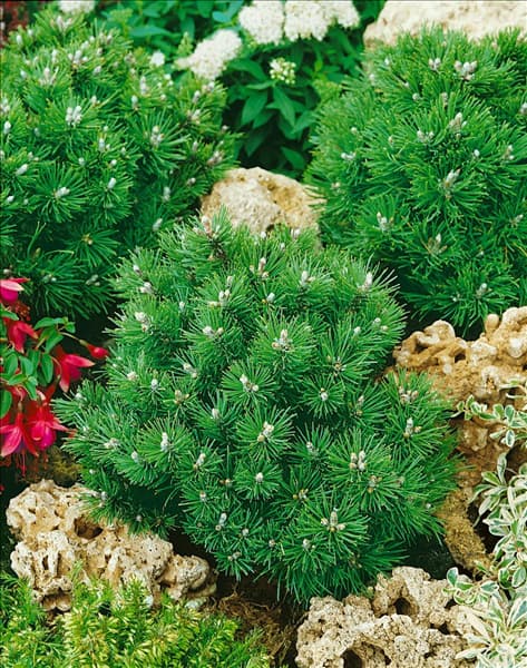 Pinus uncinata Heideperle
