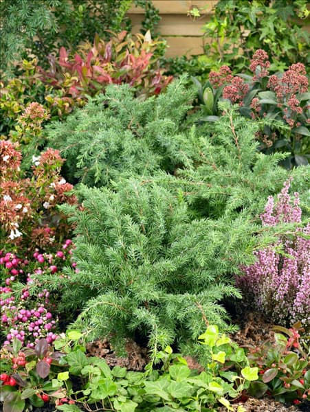 Juniperus rigida subsp. conferta Schlager