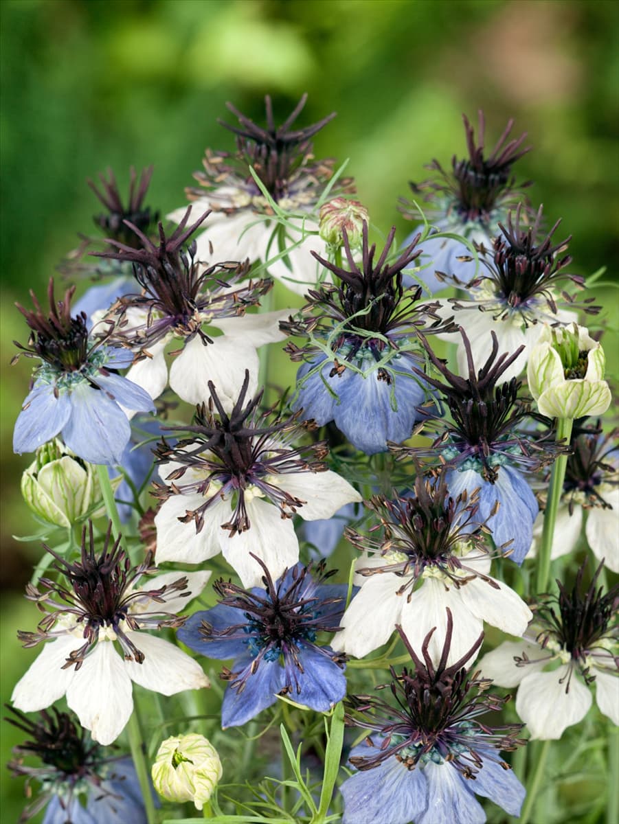 Nigella hispanica Marine Mischung