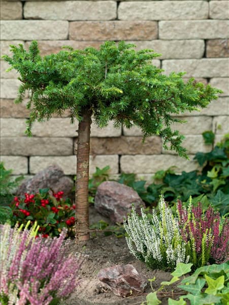 Juniperus conferta Schlager