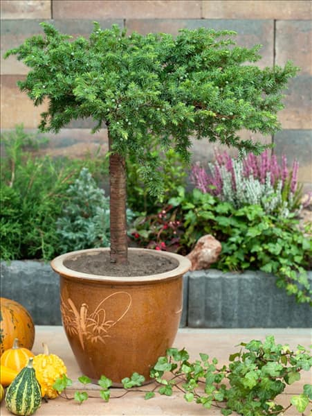 Juniperus conferta Schlager