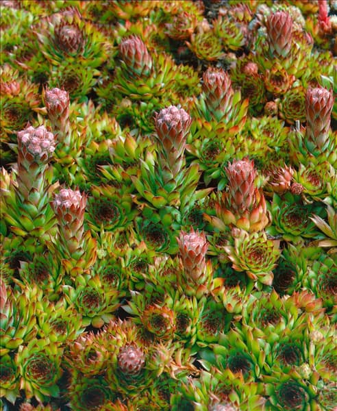 SEMPERVIVUM OTHELLO