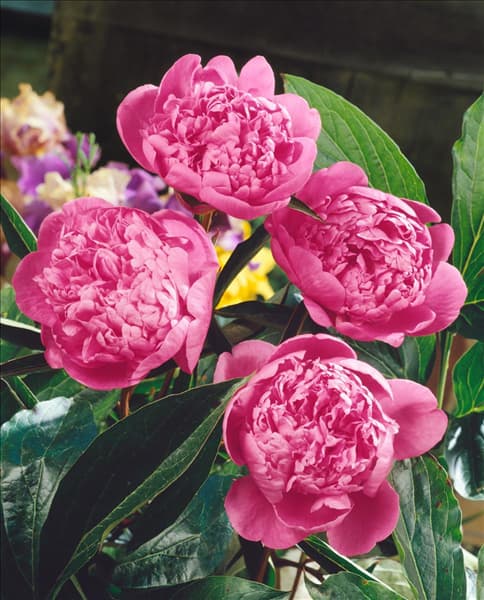 Paeonia lactiflora Amabilis