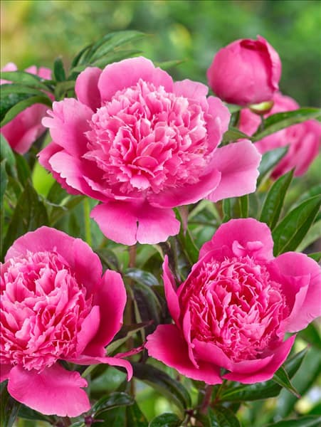 Paeonia lactiflora Bouquet Perfect