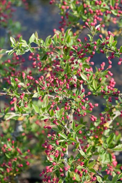 Malus toringo Tina