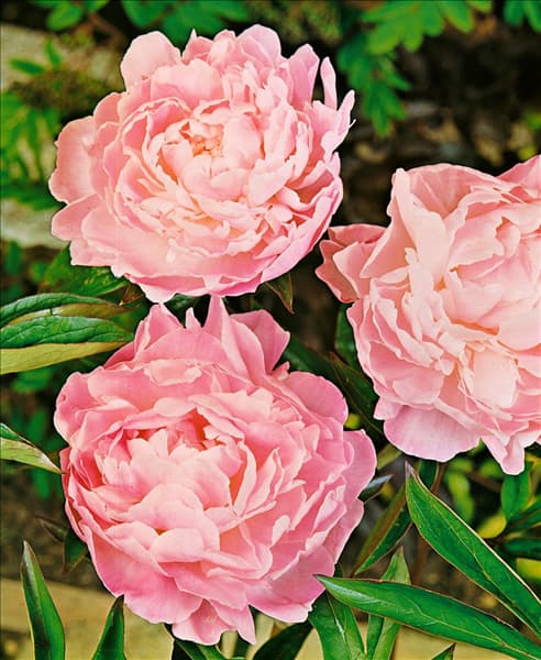 PAEONIA LACTIFLORA
