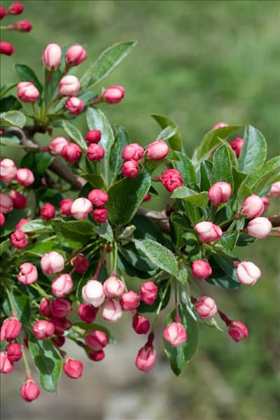 Malus sargentii Tina