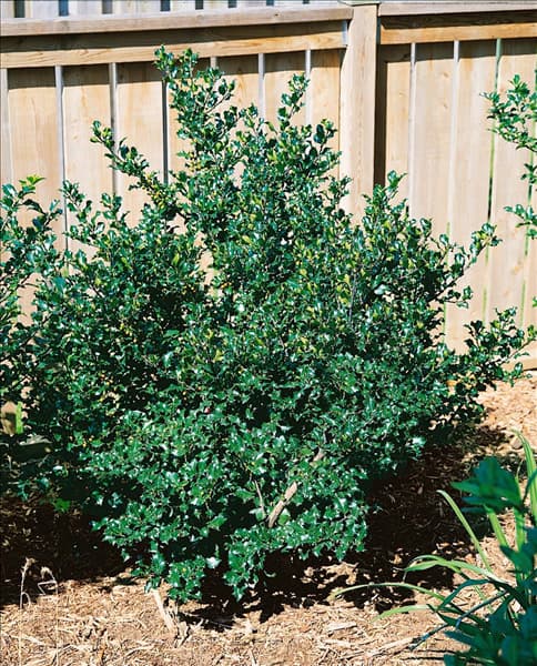 ILEX X MESERVEAE TYPE BLUE ANGEL