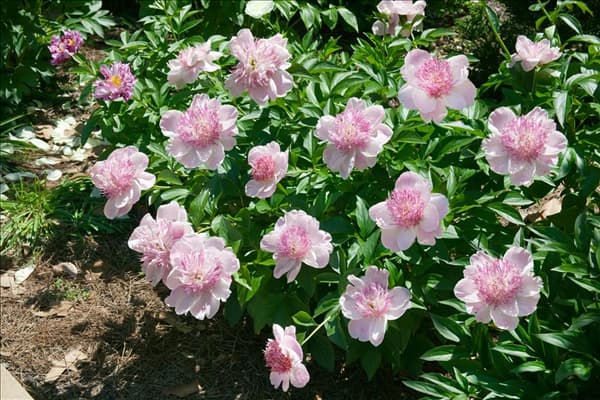 Paeonia lactiflora Do Tell