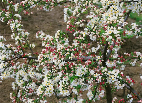 Malus sargentii Tina