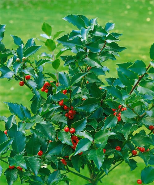 ILEX X MESERVEAE TYPE BLUE ANGEL