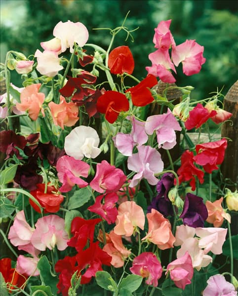 Lathyrus odoratus 'Biedermeier'