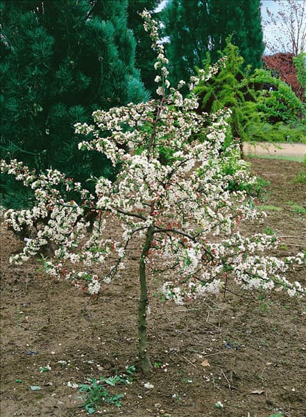 Malus sargentii Tina