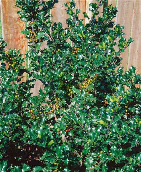 ILEX X MESERVEAE TYPE BLUE ANGEL
