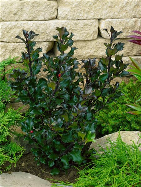 Ilex meservaea Blue Angel