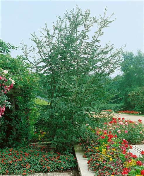 NOTHOFAGUS ANTARCTICA
