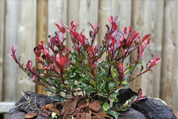 Photinia x fraseri Little Red Robin