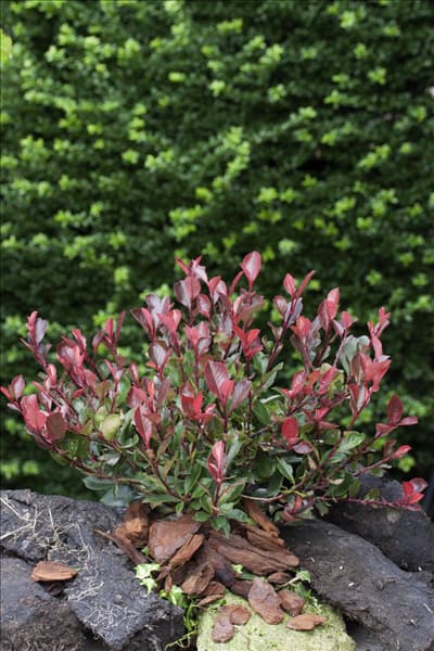 Photinia x fraseri Little Red Robin