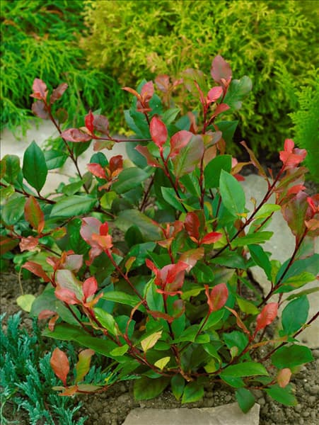 Photinia fraseri Little Red Robin