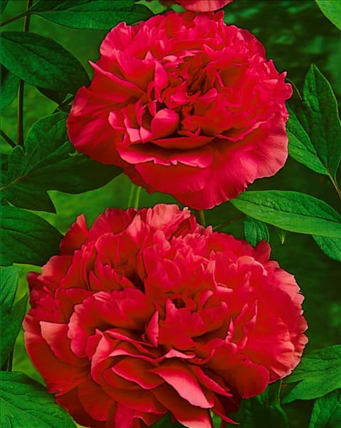 PAEONIA LACTIFLORA