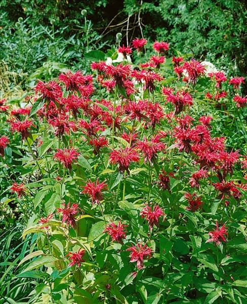 MONARDA DIDYMA