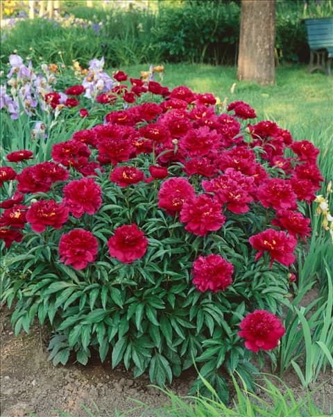 Paeonia lactiflora Lora Dexheimer