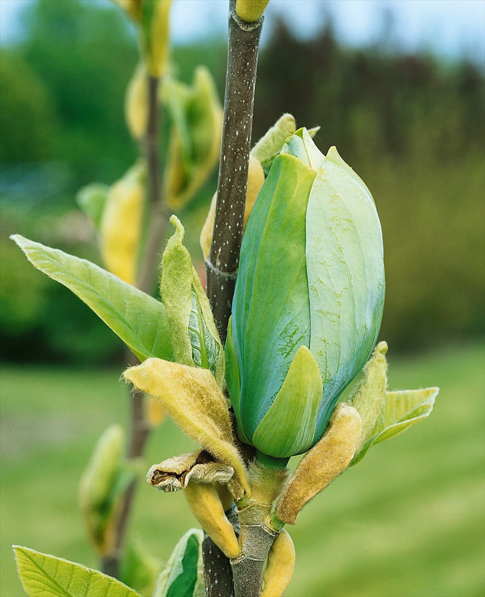 Magnolia acuminata