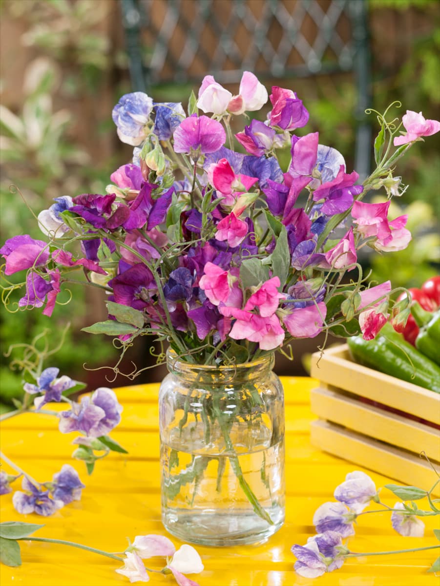 Lathyrus odoratus Elegant Ladies