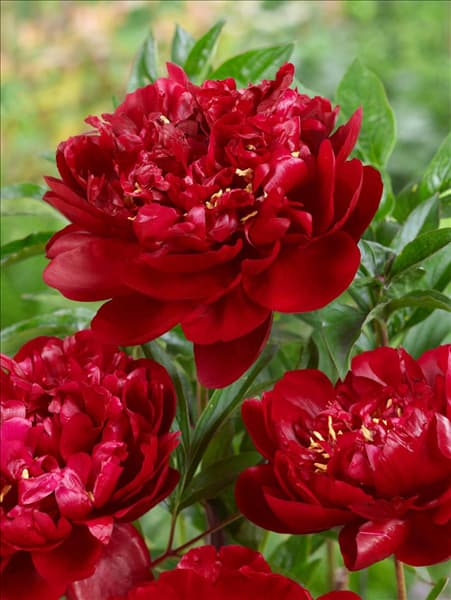 Paeonia lactiflora Maestro