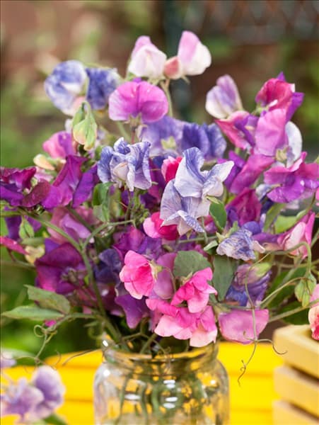 Lathyrus odoratus Elegant Ladies
