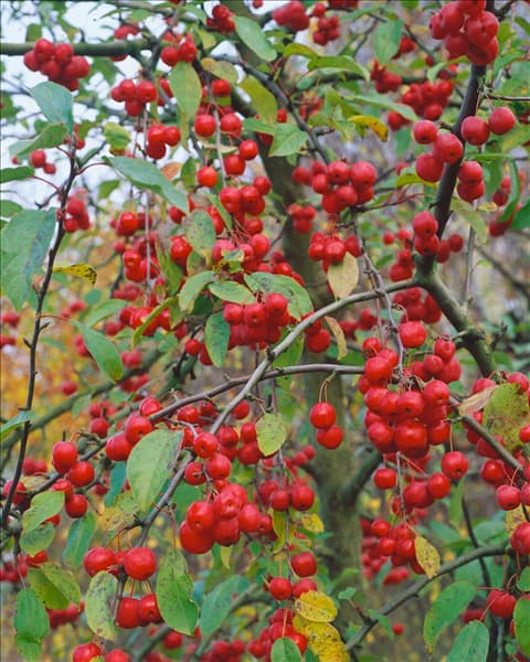 MALUS CRITTENDEN/FRUITS
