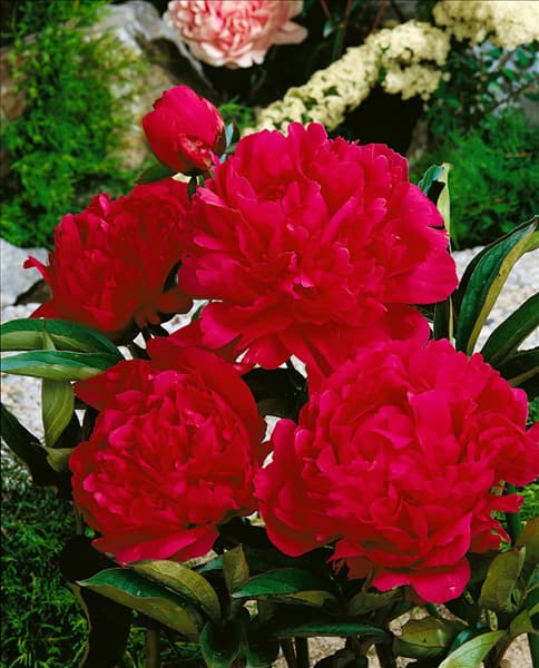 PAEONIA LACTIFLORA
