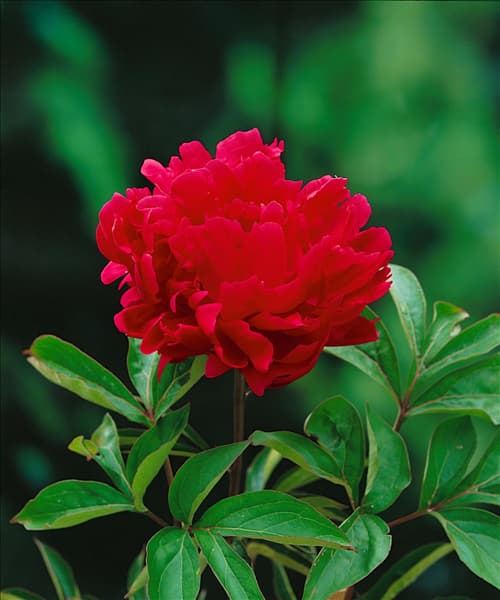 Paeonia lactiflora Fokker