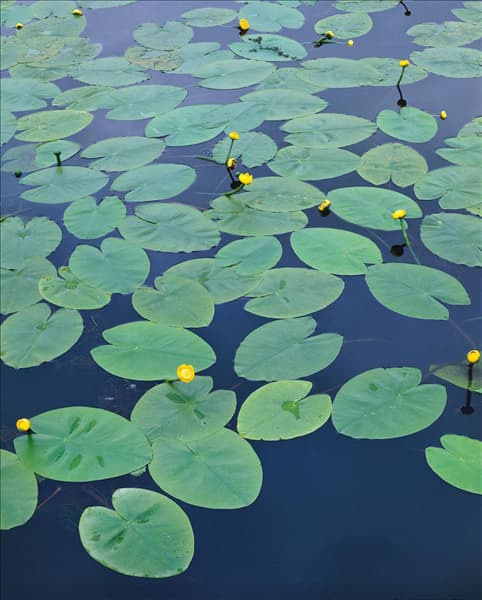 Nuphar lutea