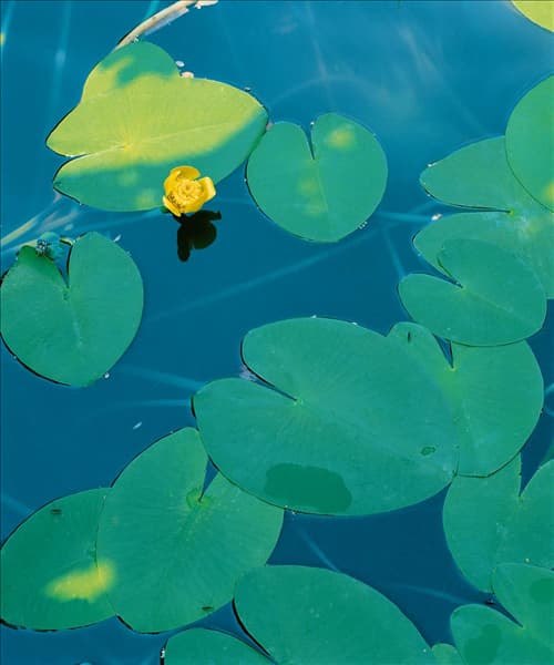 NUPHAR LUTEA