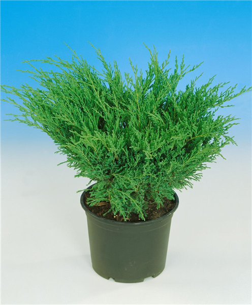 Juniperus horizontalis Andorra Compact