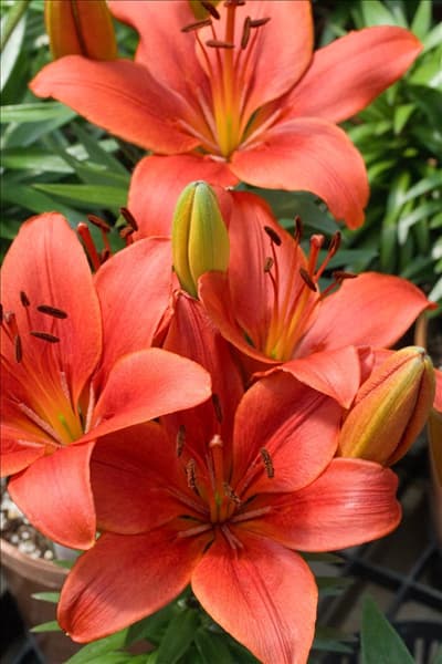 Lilium Matrix