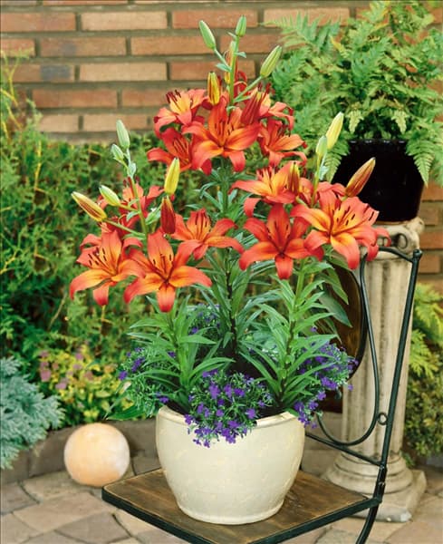 Lilium Matrix im Topf