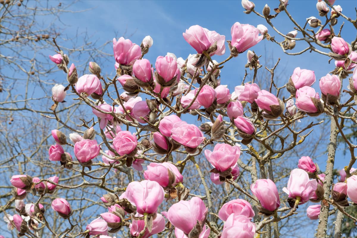 Magnolia Caerhays Belle