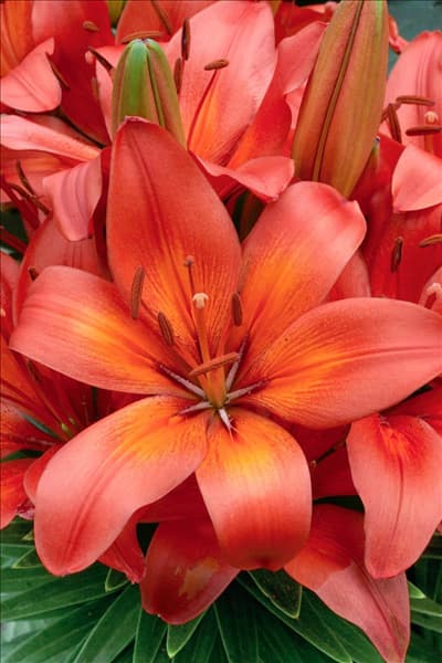 Lilium Matrix