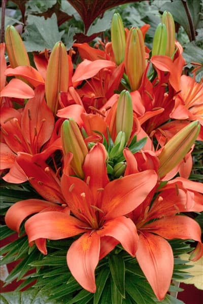 Lilium Matrix