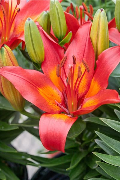 Lilium Asiatic Matrix