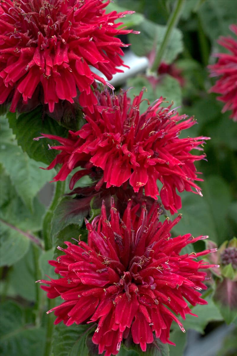 Monarda Fireball