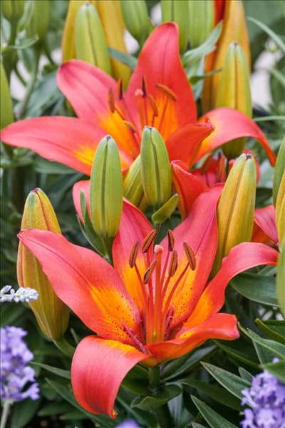 Lilium Asiatic Matrix