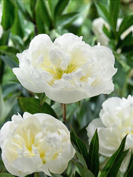 Paeonia lactiflora Duchesse de Nemours