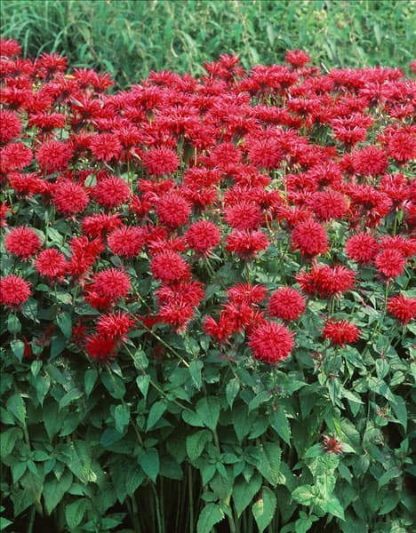 Monarda Fireball