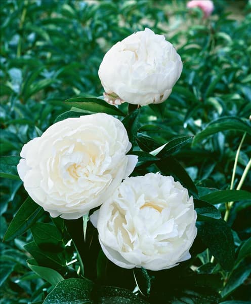 Paeonia lactiflora Elsa Sass