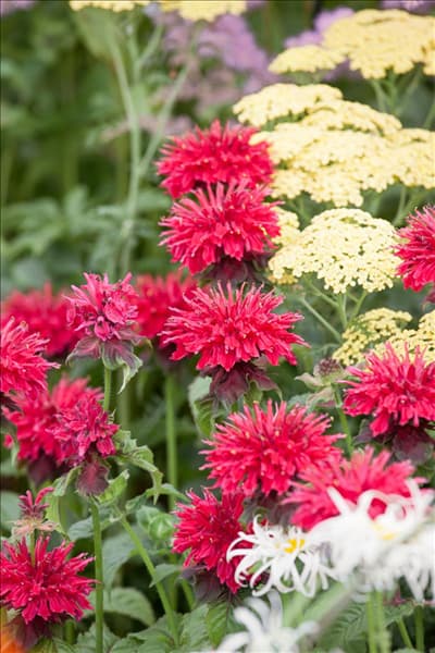 Monarda Fireball