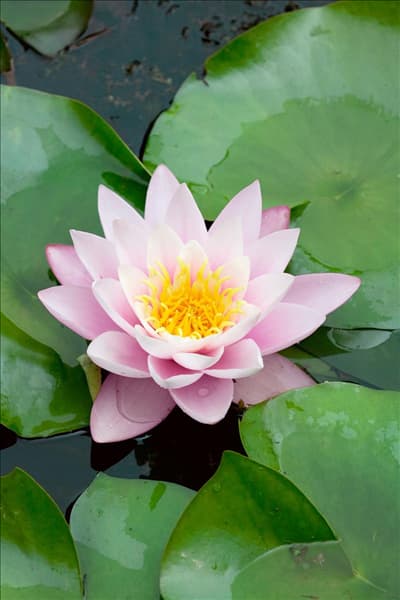 Nymphaea Berthold