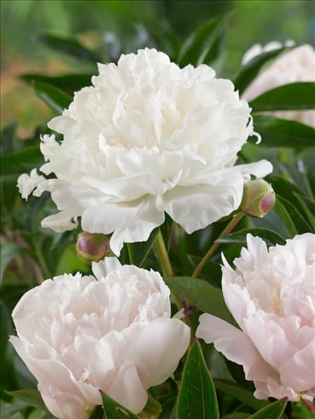 Paeonia lactiflora Baroness Schroeder